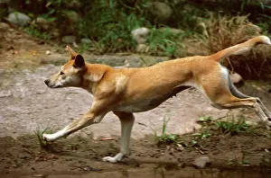 Dingo: Dingo (Canis lupus dingo) running