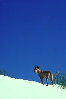 Dingo: Dingo (Canis lupus dingo ) on sand dune. Nadgee