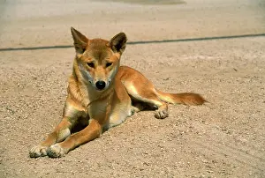 Dingo: Dingo (Canis lupus dingo ) sitting. Nullarbor Plain