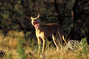 Dingo: Dingo (Canis lupus dingo) standing with mouth open