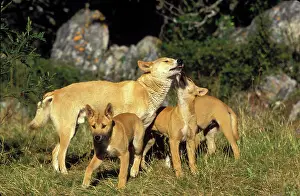 Submissive: Dingo (Canis lupus dingo ) submissive behaviour