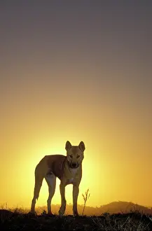 Dingo: Dingo (Canis lupus dingo ) at sunset. East coast