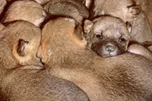 Huddle: Dingo (Canis lupus dingo) three-day pups huddle