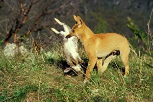 Dingo: Dingo (Canis lupus dingo ) three-month pup carrying
