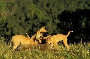 Dingo: Dingo (Canis lupus dingo), three-month pups fighting