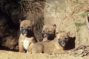 Dingo: Dingo (Canis lupus dingo), three-week-old pups