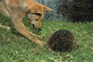 Echidna: Dingo (Canis lupus dingo ) trying to get a burrowing