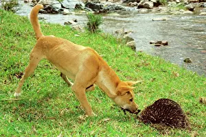 Monotreme: Dingo (Canis lupus dingo) trying to catch burrowing