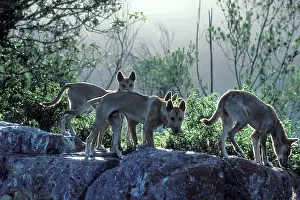 Dingo: Dingo (Canis lupus dingo) young animals