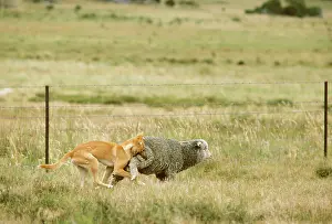 Dingo: Dingo - Catching sheep