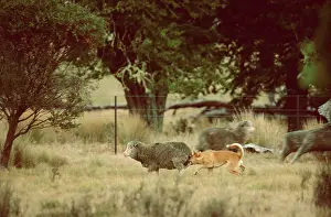 Dingo: Dingo - Catching sheep