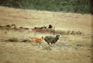 Dingo: Dingo - Catching sheep