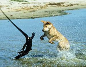 Lizards: DINGO - Chases Monitor Lizard