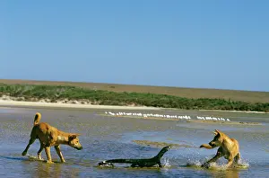 Monitors: Dingo - chasing Lace monitor