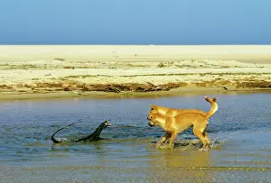 Monitors: Dingo - chasing Lace monitor