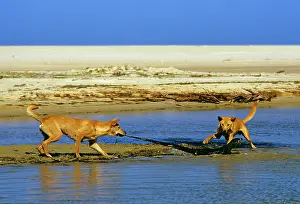 Varius: Dingo - chasing Lace Monitor Lizard (Varanus varius)