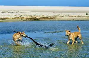 Varius: Dingo - chasing Lace Monitor Lizard (Varanus varius)
