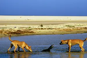Monitors: Dingo - chasing Lace monitor (Varanus varius)