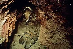 Dingo: Dingo - with cubs in den