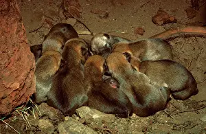 Packs: Dingo - three day old pups in den