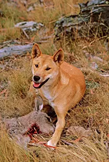 Dingo: Dingo - feeding on kangaroo carcass