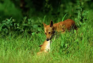 Roadkill: Dingo - Feeding on roadkill (Agile wallaby), Kakadu
