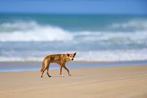 Fraser: Dingo - female adult strolling along a beach on