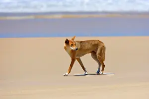 Fraser: Dingo - female adult strolling along a beach on