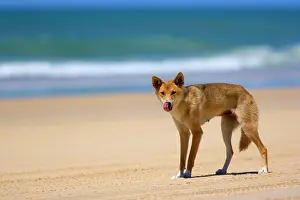 Fraser: Dingo - female adult strolling along a beach on