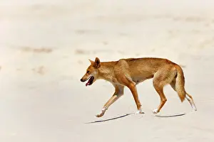 Strolling: Dingo - female adult strolling along a sandy beach