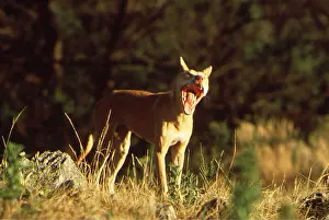 Jaws: DINGO - Female with mouth open