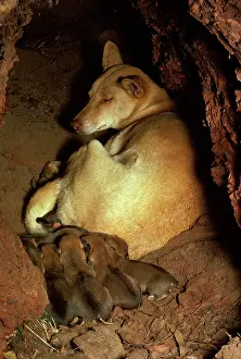 Dingos: Dingo - female & pups in den