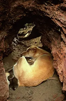 Dingo: Dingo - Female & pups in den