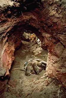 Dingo: Dingo - female & pups in den
