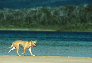 Dingo: Dingo - With freshly caught bird