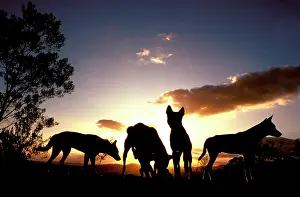 Packs: Dingo - Group at dawn