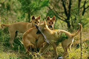 Dingos: Dingo - Group - East coast