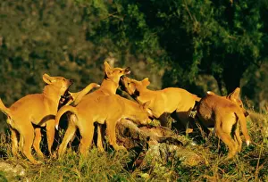 Dingos: Dingo - Group feeding