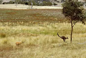 Dingos: Dingo - Hunting Eastern Grey Kangaroo (Macropus giganteus)