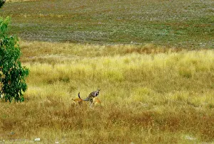 Dingos: Dingo - Hunting Eastern Grey Kangaroo (Macropus giganteus)