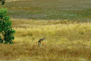 Dingos: Dingo - Hunting Eastern Grey Kangaroo (Macropus giganteus)