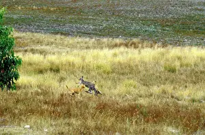 Dingos: Dingo - Hunting Eastern Grey Kangaroo (Macropus giganteus)