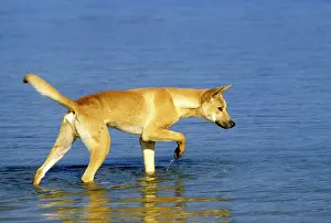Dingo: Dingo - Hunting in water