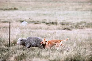 Chasing: DINGO - killing a sheep by a fence