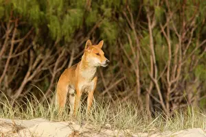 Save: Dingo - male adult stands on the edge of a wooded