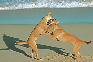 Dingo: Dingo - Two males fighting on the beach