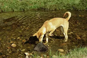 Echidnas: Dingo - Nosing at Echidna in water
