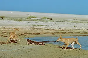 Monitors: Dingo - Pair confronting Lace Monitor (Varanus varius)