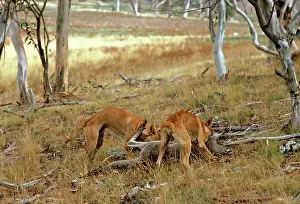 Dingos: Dingo - Pair feeding on kangaroo carcass