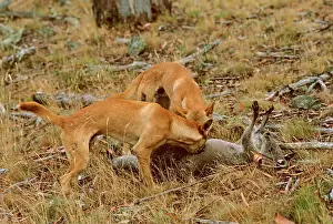 Dingos: Dingo - Pair feeding on kangaroo carcass